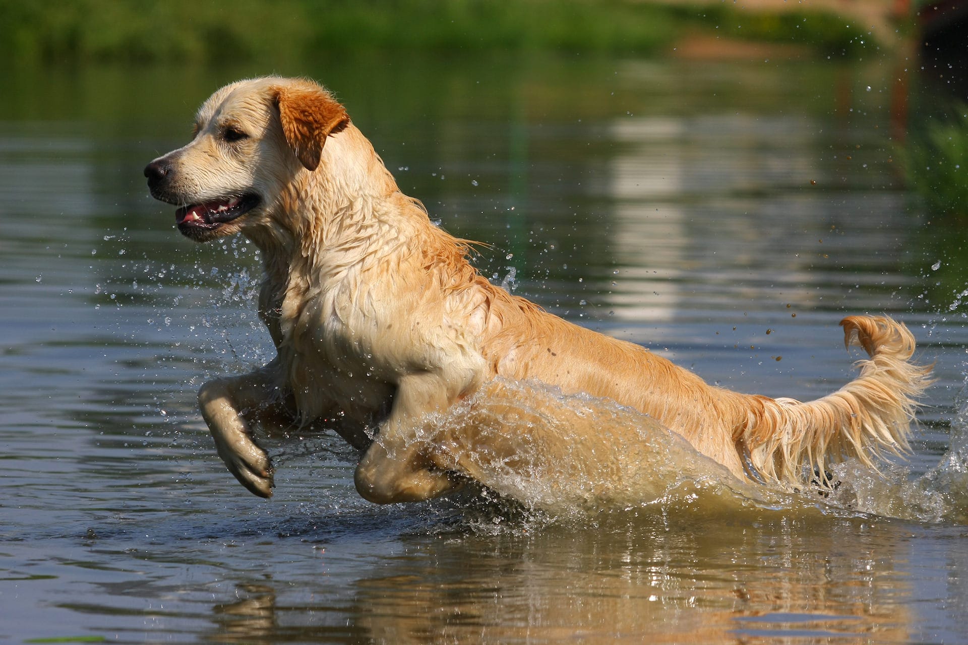 Golden Retriever Breed guide Pet Insurance Review